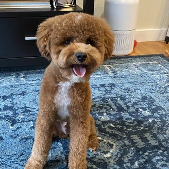 Tefani & So. Dogcare - Pet Sitting Near Me - San Francisco, California Tefani & So. Dogcare - Pet Sitting Near Me - San Francisco, California