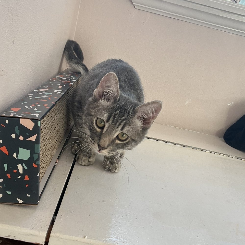 Paws for Life Utah - Earl - cat adopted from paws for life - Animal Shelters Near Me - Heber City, Utah Paws for Life Utah - Earl - cat adopted from paws for life - Animal Shelters Near Me - Heber City, Utah
