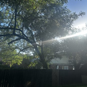 Four Seasons Tree Service - Before - Tree Services Near Me - Willis, Texas Four Seasons Tree Service - Before - Tree Services Near Me - Willis, Texas