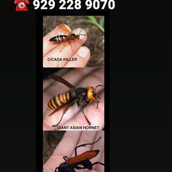 BEE-Z Pest Control - The picture shows the difference between cicada killer wasp, giant hornet and tarantula hawk. - Pest Control Near Me - Lincolndale, New York BEE-Z Pest Control - The picture shows the difference between cicada killer wasp, giant hornet and tarantula hawk. - Pest Control Near Me - Lincolndale, New York