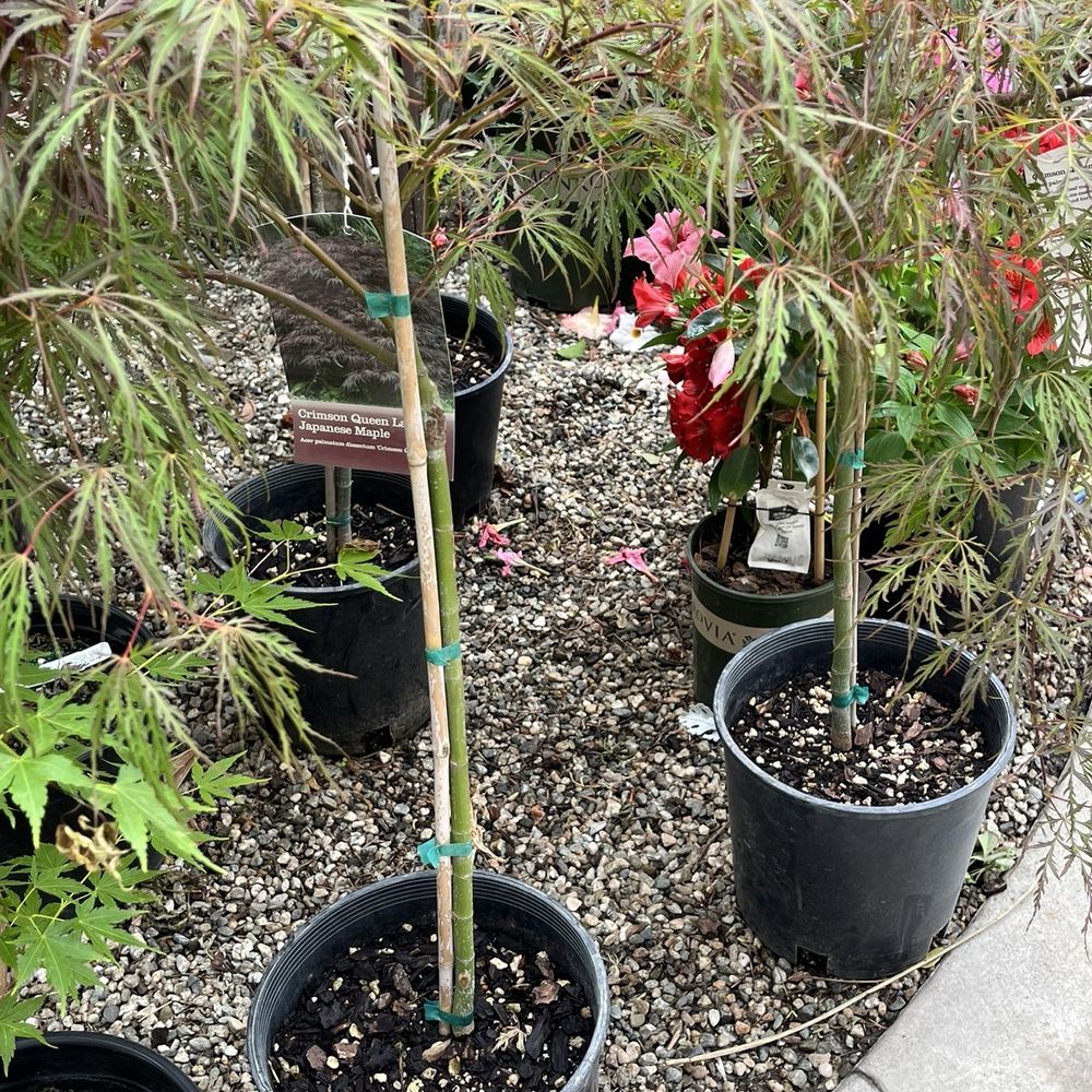 Armstrong Garden Centers - They have nice cultivars of Japanese maple! - Nurseries & Gardening Near Me - Pasadena, California Armstrong Garden Centers - They have nice cultivars of Japanese maple! - Nurseries & Gardening Near Me - Pasadena, California