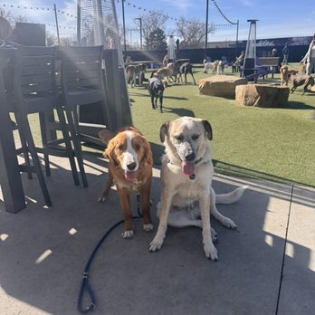 Skiptown - Dog Parks Near Me - Denver, Colorado