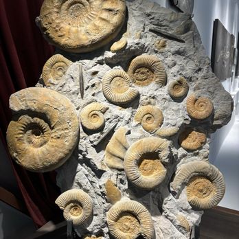 Nature And Art - Ammonite - Museums Near Me - Tucson, Arizona Nature And Art - Ammonite - Museums Near Me - Tucson, Arizona