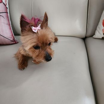Clip-N-Tails - My Diva - Pet Groomers Near Me - North Las Vegas, Nevada Clip-N-Tails - My Diva - Pet Groomers Near Me - North Las Vegas, Nevada