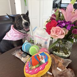 Kahoots Pet Store - Donuts and treats!