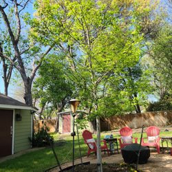 Fannin Tree Farm - Today's tree after a couple of months.