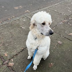 Companion Animal Hospital - Pup waiting outside prior to office hours