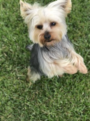 miss charlotte's pampered pets