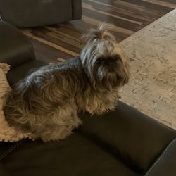 Mancelona Veterinary Hospital - Snickers