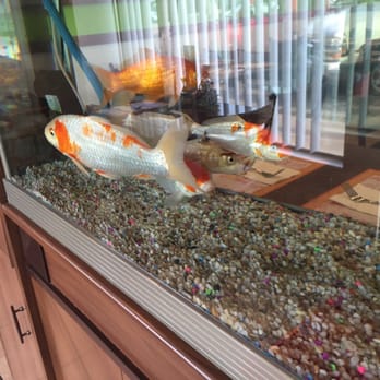 China Kitchen - Koi Fish! Wishing they were on the menu. - Chinese Near Me - Fowler, California China Kitchen - Koi Fish! Wishing they were on the menu. - Chinese Near Me - Fowler, California