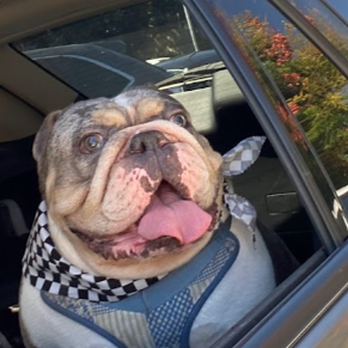 VCA Orange County Veterinary Specialists - Ike - Emergency Pet Hospital Near Me - Tustin, California VCA Orange County Veterinary Specialists - Ike - Emergency Pet Hospital Near Me - Tustin, California