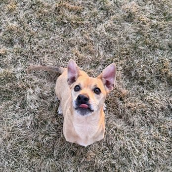 Advanced Veterinary Care - Veterinarians Near Me - Salt Lake City, Utah Advanced Veterinary Care - Veterinarians Near Me - Salt Lake City, Utah