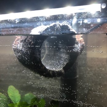 Lotus Aquarium - Floating Log - Aquarium Services Near Me - Lawndale, California Lotus Aquarium - Floating Log - Aquarium Services Near Me - Lawndale, California
