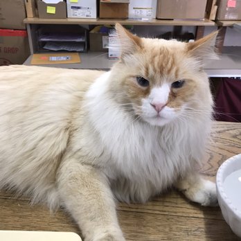 Rockin Rudy's - Saul the Kitteh - Music & DVDs Near Me - Missoula, Montana