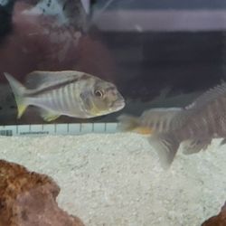 California Cichlids