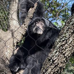 Siamang Siamang