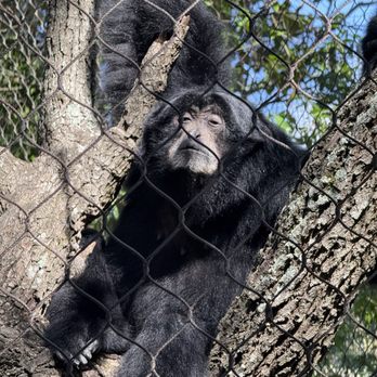 Houston Zoo - Siamang - Zoos Near Me - Houston, Texas Houston Zoo - Siamang - Zoos Near Me - Houston, Texas
