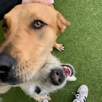 PetSuites Johns Creek - Sweet babies - Pet Boarding Near Me - Suwanee, Georgia PetSuites Johns Creek - Sweet babies - Pet Boarding Near Me - Suwanee, Georgia
