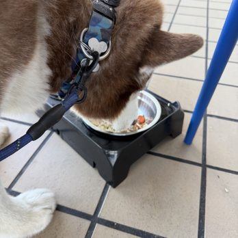 Louie Linguini's - My dog enjoying Chicken over wild rice with fresh carrots out of the food dish the staff provided him. - Seafood Near Me - Monterey, California Louie Linguini's - My dog enjoying Chicken over wild rice with fresh carrots out of the food dish the staff provided him. - Seafood Near Me - Monterey, California