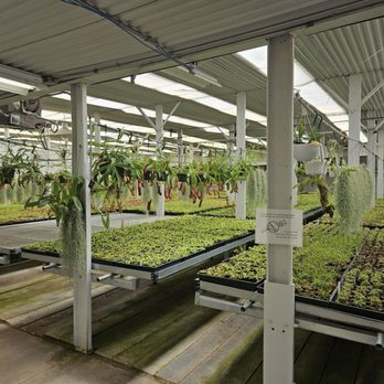 Gubler Orchids - Nurseries & Gardening Near Me - Landers, California Gubler Orchids - Nurseries & Gardening Near Me - Landers, California