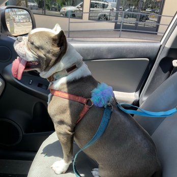 Bark Out Loud - Post wash happiness - Pet Groomers Near Me - San Diego, California