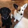Personal Pet & Home Care Inc