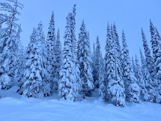 Schweitzer by null