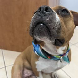 All Animal Care Clinic - My foster getting laser therapy post surgery