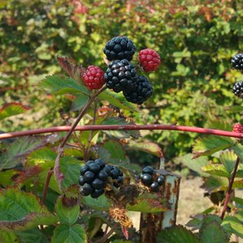 Coastways Ranch - Blackberries are tasty. - Fruits & Veggies Near Me - Pescadero, California Coastways Ranch - Blackberries are tasty. - Fruits & Veggies Near Me - Pescadero, California