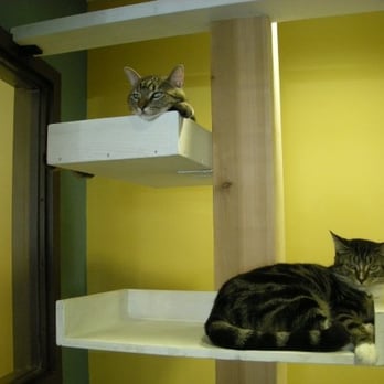 Friends For Life - Friends For Life Cat Center - Animal Shelters Near Me - Houston, Texas