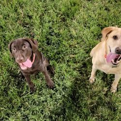 Desert Breeze Dog Park