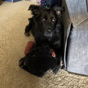 Pet Home Euthanasia Service - I love you Marley - Pet Cremation Services Near Me Pet Home Euthanasia Service - I love you Marley - Pet Cremation Services Near Me