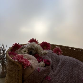Paws Into Grace - My Poochie - Pet Hospice Near Me