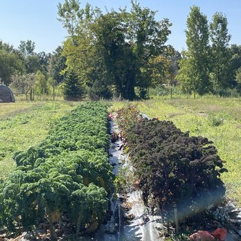 Cold Frame Farm - Farmers Market Near Me - Bruce Township, Michigan