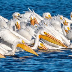 St. Aug By Boat - Pelicans