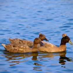 Santa Fe Dam Recreation Area Giftly Email, Text or Print, 15501