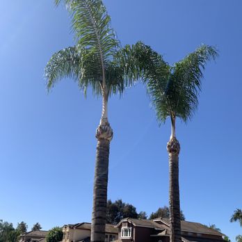 Lucero Tree Service - After - Tree Services Near Me Lucero Tree Service - After - Tree Services Near Me