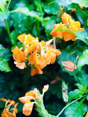 Four Mile Cove Ecological Preserve by null