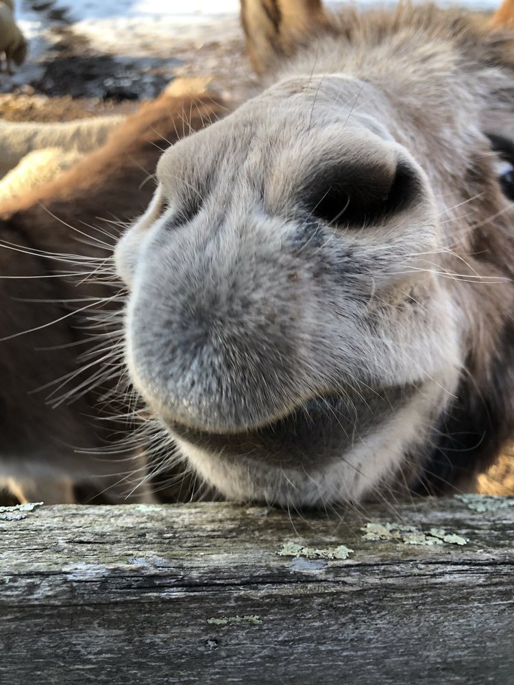 GREENBRIAR FARM Updated May 2024 79 Photos 19 US Hwy 206, Peapack