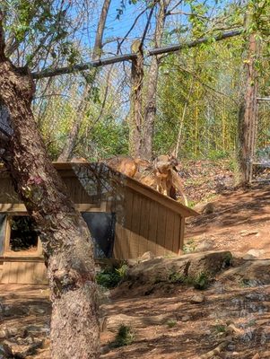 Western North Carolina Nature Center by null