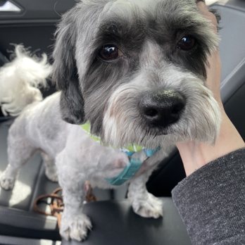 Critter Cleaners - Pet Groomers Near Me - Hampton, Virginia Critter Cleaners - Pet Groomers Near Me - Hampton, Virginia