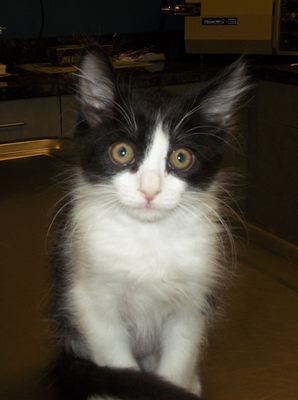 canada del oro pet clinic