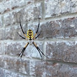Thrive Pest Control - We treat for ants, spiders, wasps, fleas, ticks, roaches, crickets, beetles, scorpions and more. Including this Yellow Garden Spider.