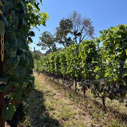 Hazelfern Cellars