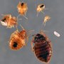 Photo of The Bug Busters, LLC