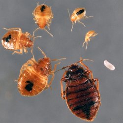 The Bug Busters, LLC - Life stages of bedbugs - nymphs to adults -