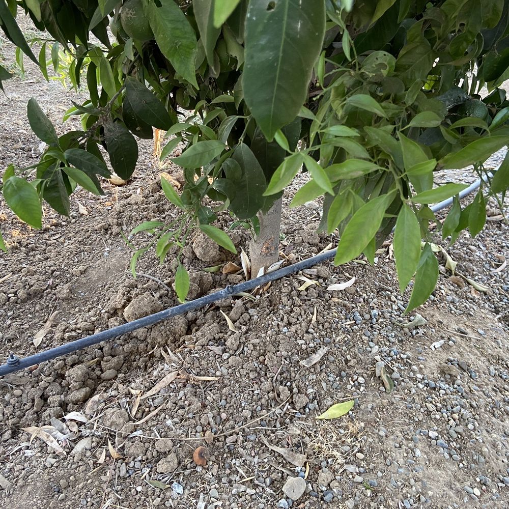 J & A Contractors - Irrigation ditch for new underground PCV pipes left uncovered in spots throughout orchard, old irrigation system not removed. - Landscaping Near Me - Morgan Hill, California
