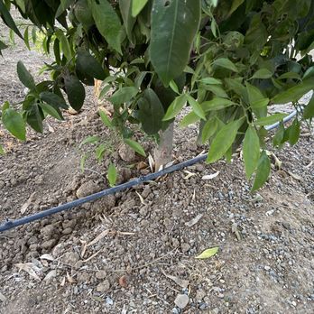 J & A Contractors - Irrigation ditch for new underground PCV pipes left uncovered in spots throughout orchard, old irrigation system not removed. - Landscaping Near Me - Morgan Hill, California J & A Contractors - Irrigation ditch for new underground PCV pipes left uncovered in spots throughout orchard, old irrigation system not removed. - Landscaping Near Me - Morgan Hill, California