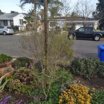 Ezra Tree Service - Tree braced. - Tree Services Near Me Ezra Tree Service - Tree braced. - Tree Services Near Me