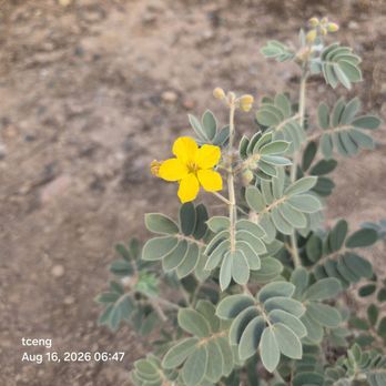 Nina Mason Pulliam Rio Salado Audubon Center - First summer Cassia bloom, 2026. Thousandsmore on the way - Parks Near Me - Phoenix, Arizona Nina Mason Pulliam Rio Salado Audubon Center - First summer Cassia bloom, 2026. Thousandsmore on the way - Parks Near Me - Phoenix, Arizona